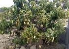 the earliest fruiting mango tree